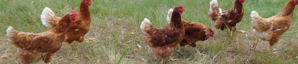 Granja Monterrebollo